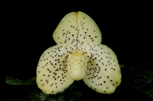 Paphiopedilum wenshanense Arnie HCC/AOS 77 pts.